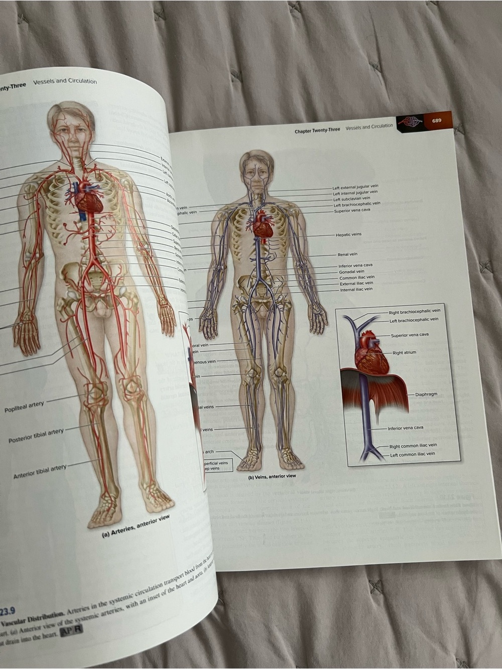 Human Anatomy Textbook 5th Edition - Picture 6 of 6